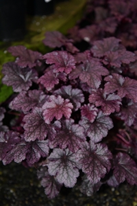 Heuchera Amethyst